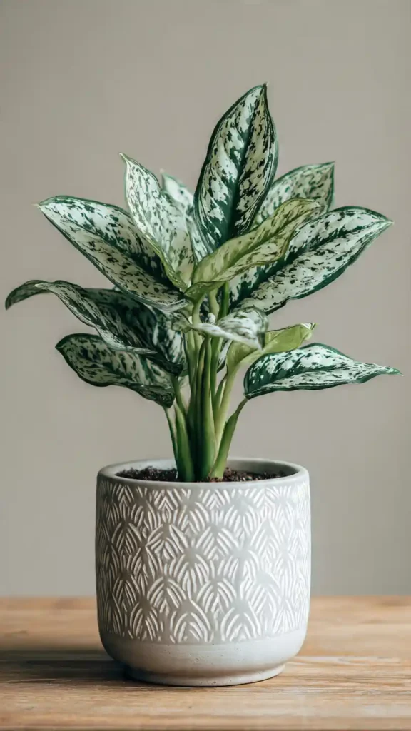 Chinese Evergreen