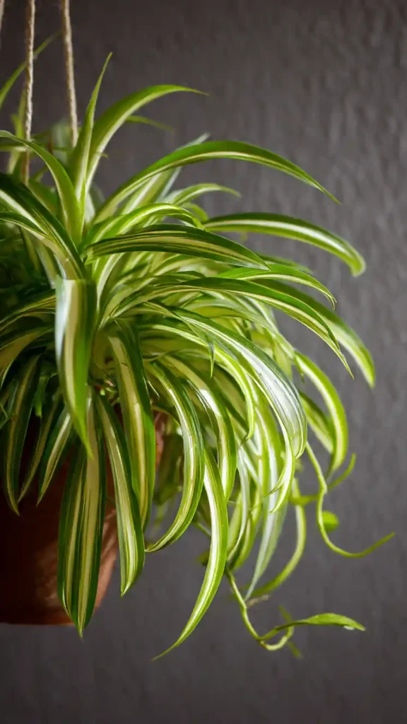 Spider Plant