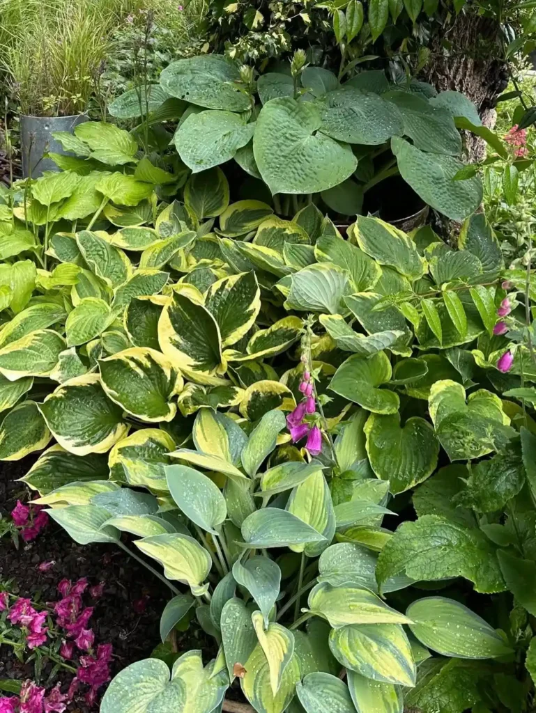Hosta