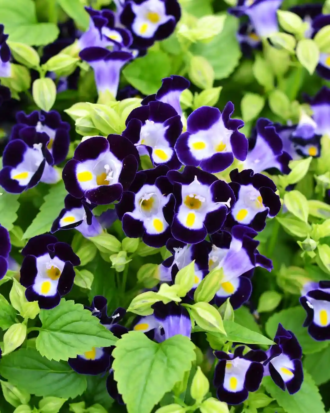 Torenia