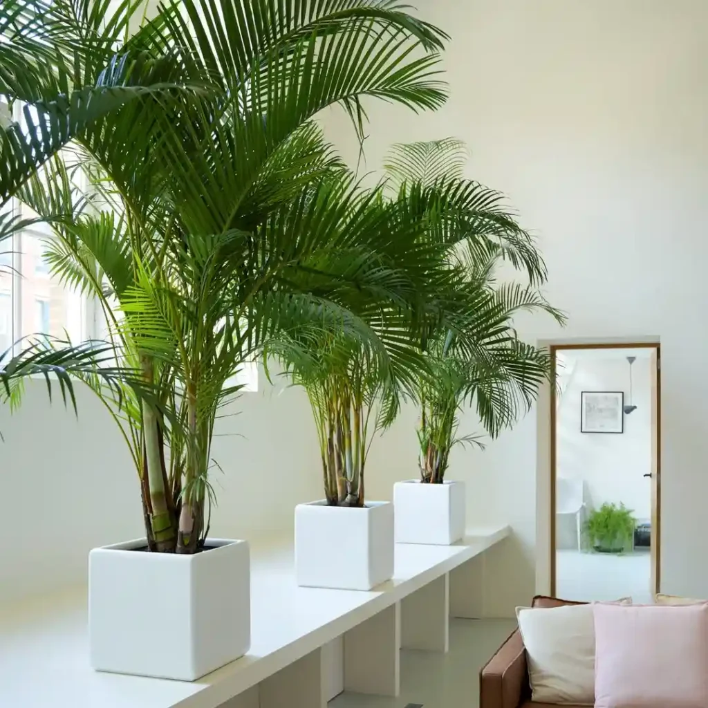 Areca Palm