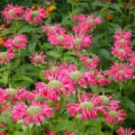 Bee Balm