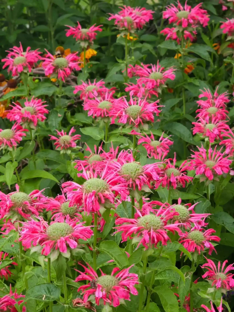 Bee Balm