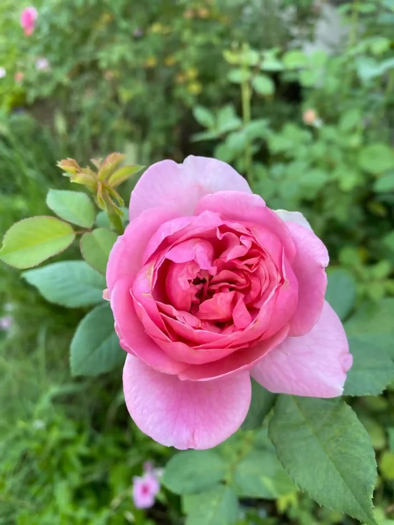 Boscobel Rose