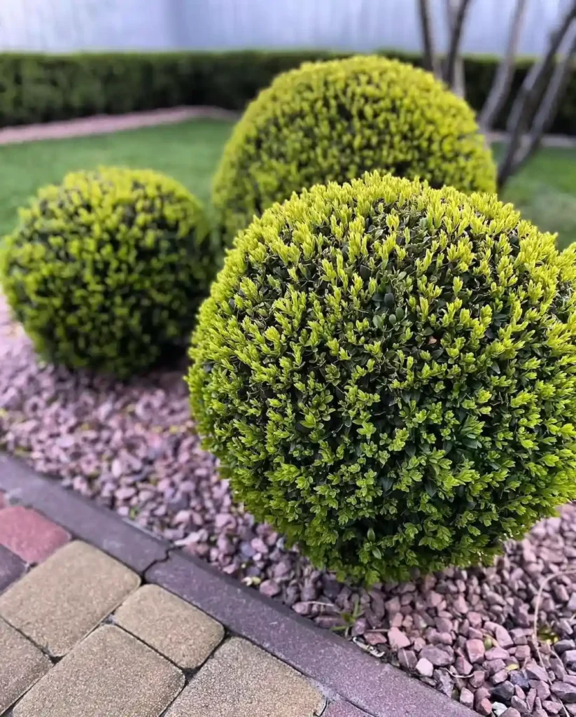 Boxwood