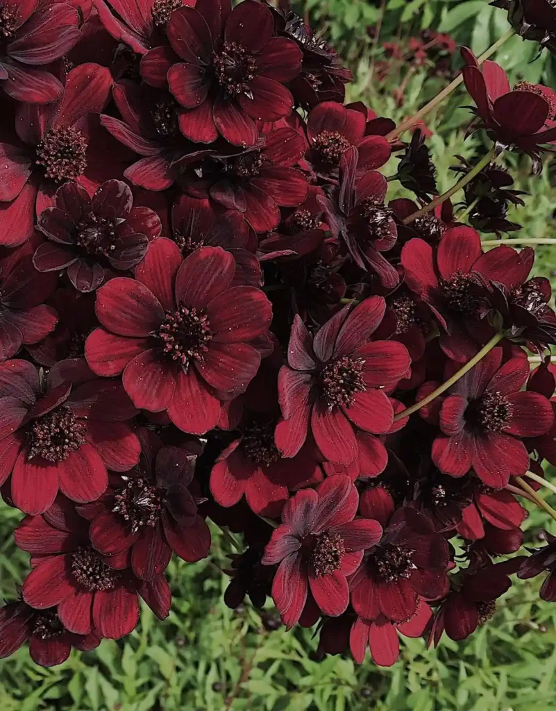 Chocolate Cosmos