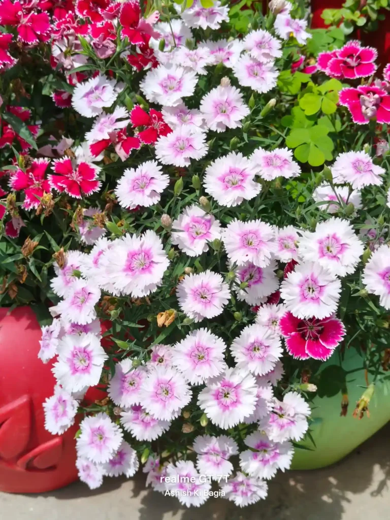 Dianthus