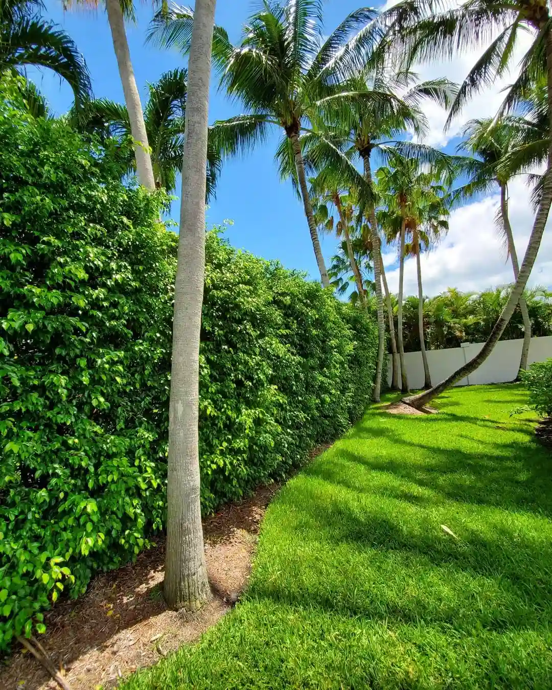 16 Fast Growing Privacy Plants for a Natural, Stylish Screen