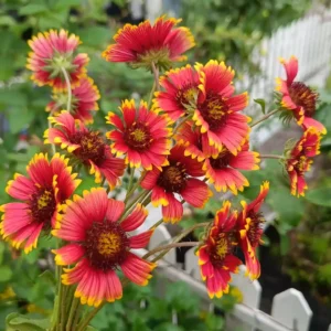 20 Easy flowers for beginners at home