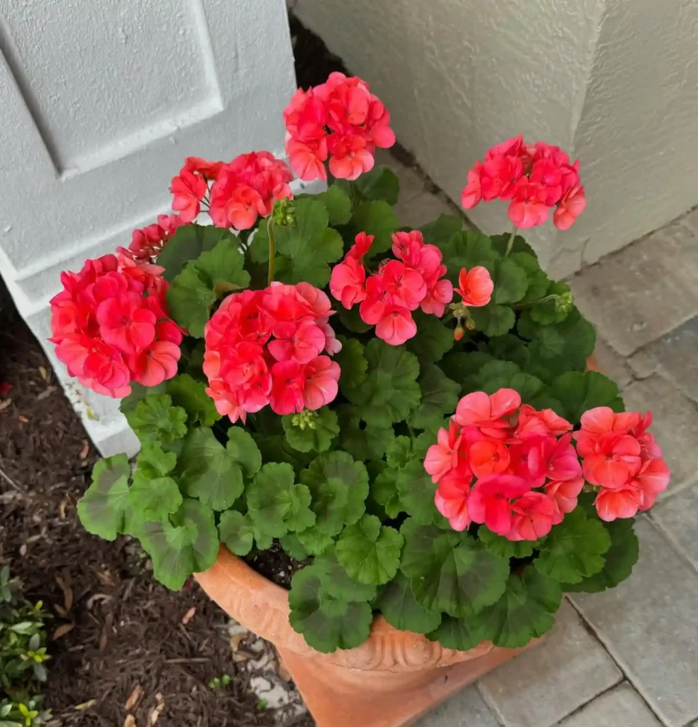 Geraniums