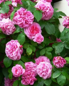 30 Best Fragrant Rose Varieties For Home Gardens