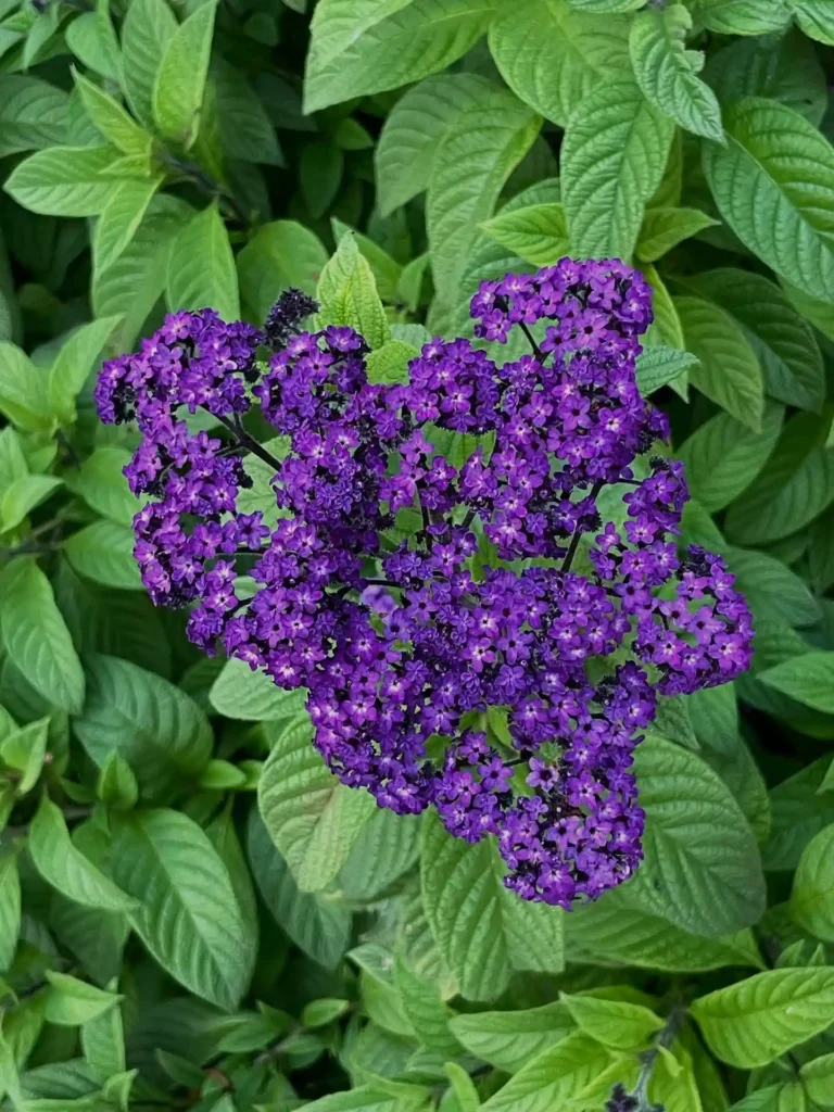 Heliotrope