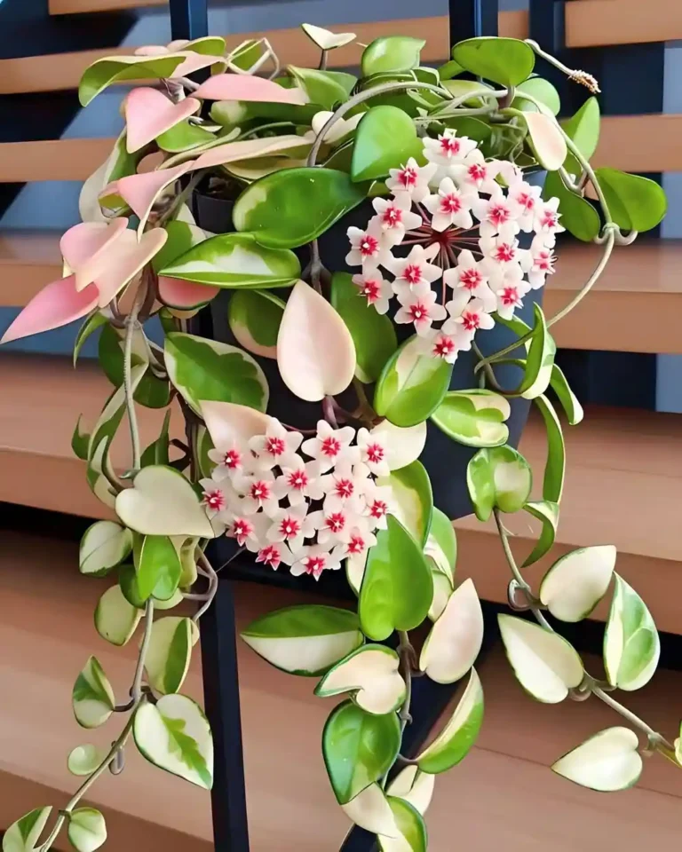Hoya
