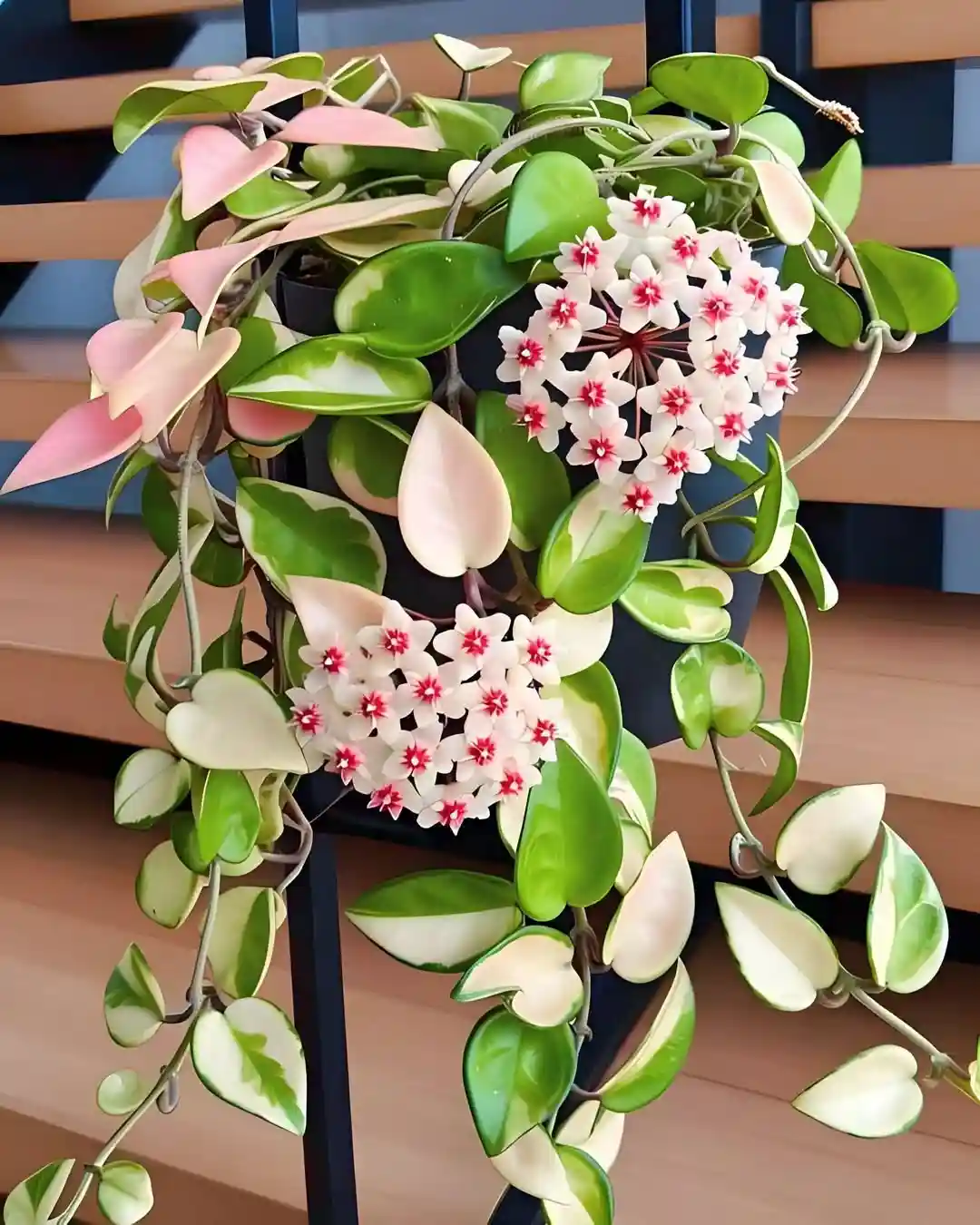 20 Best Climbing Plants for Pots