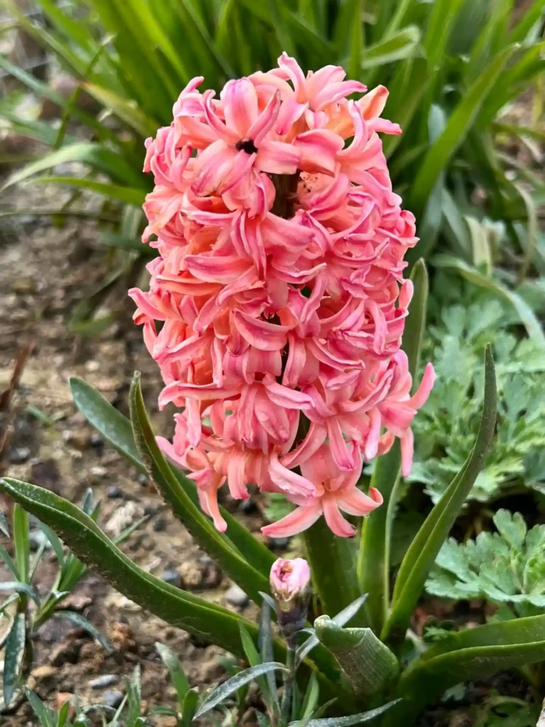 Hyacinth