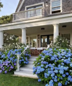 Hydrangea