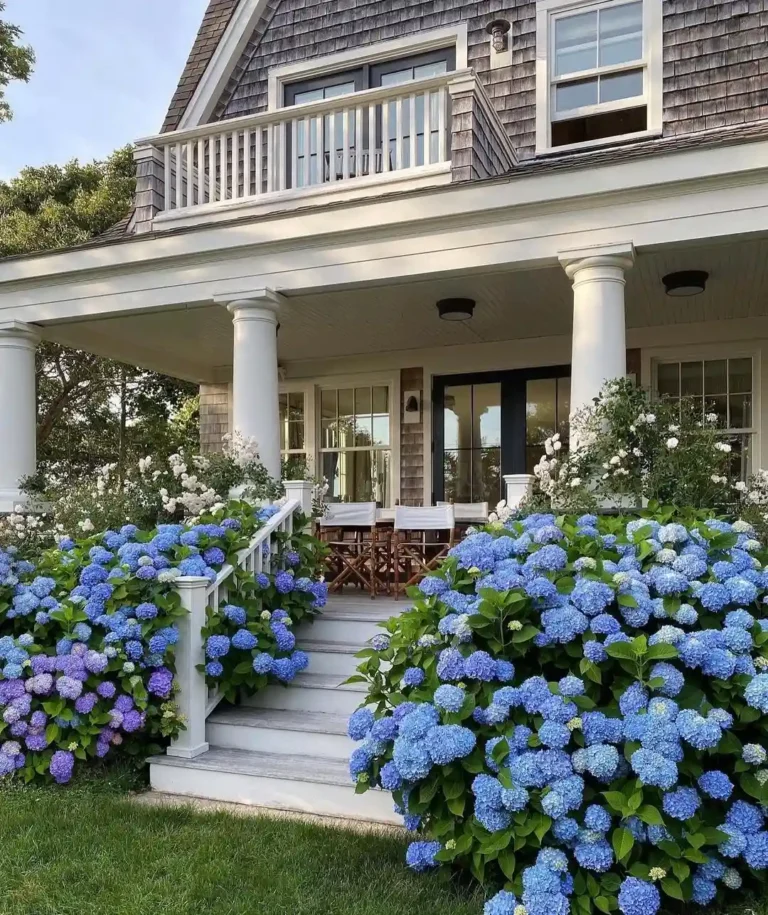 Hydrangea