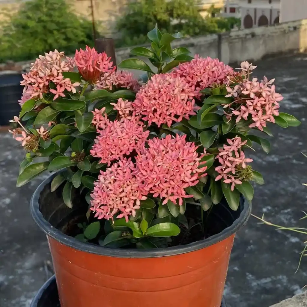 Ixora