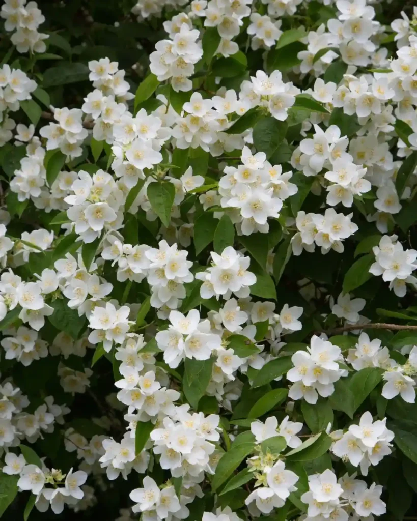 Mock Orange