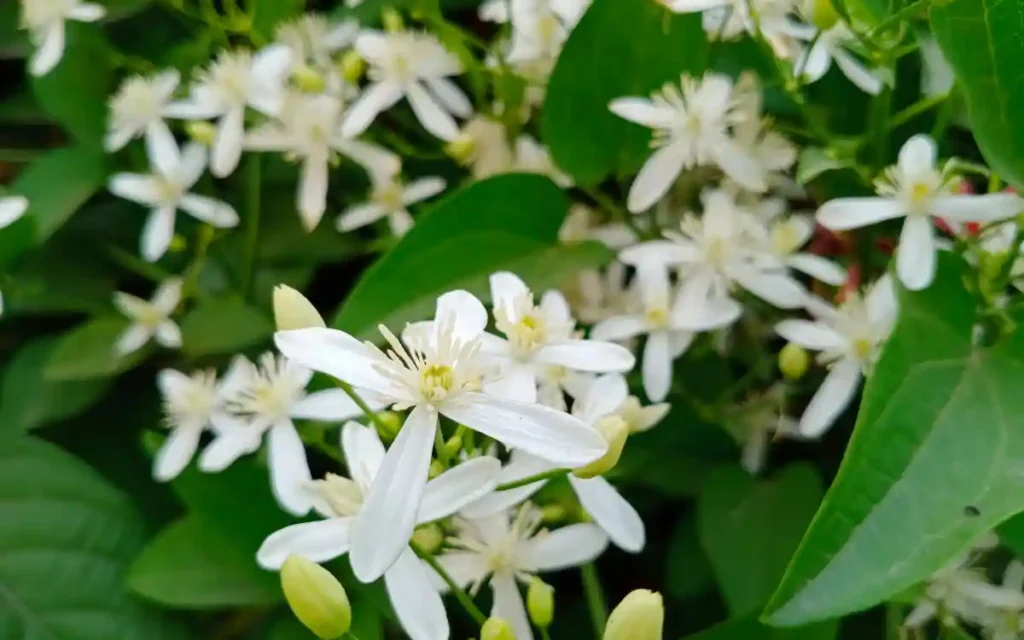 Night Blooming Jasmine 
