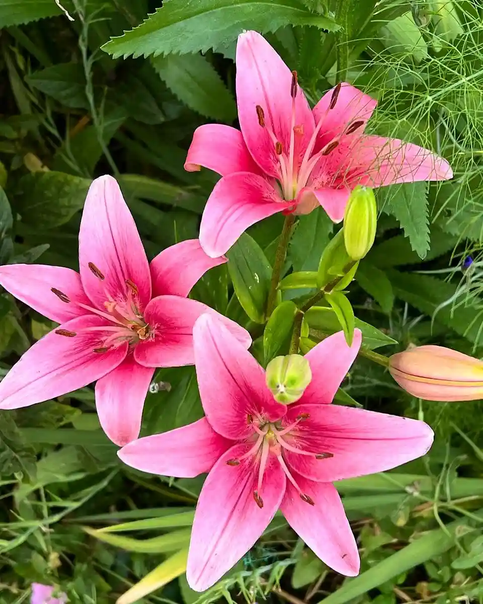 Oriental Lily