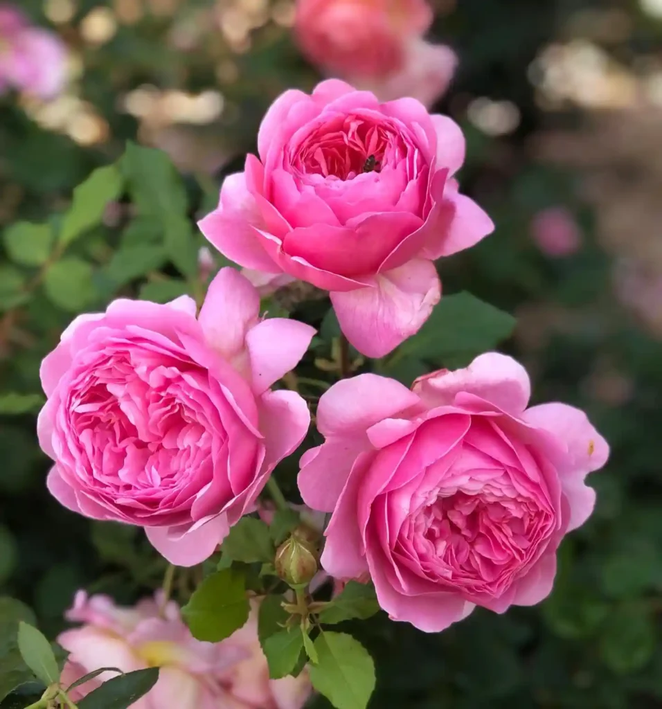 Princess Alexandra of Kent Rose