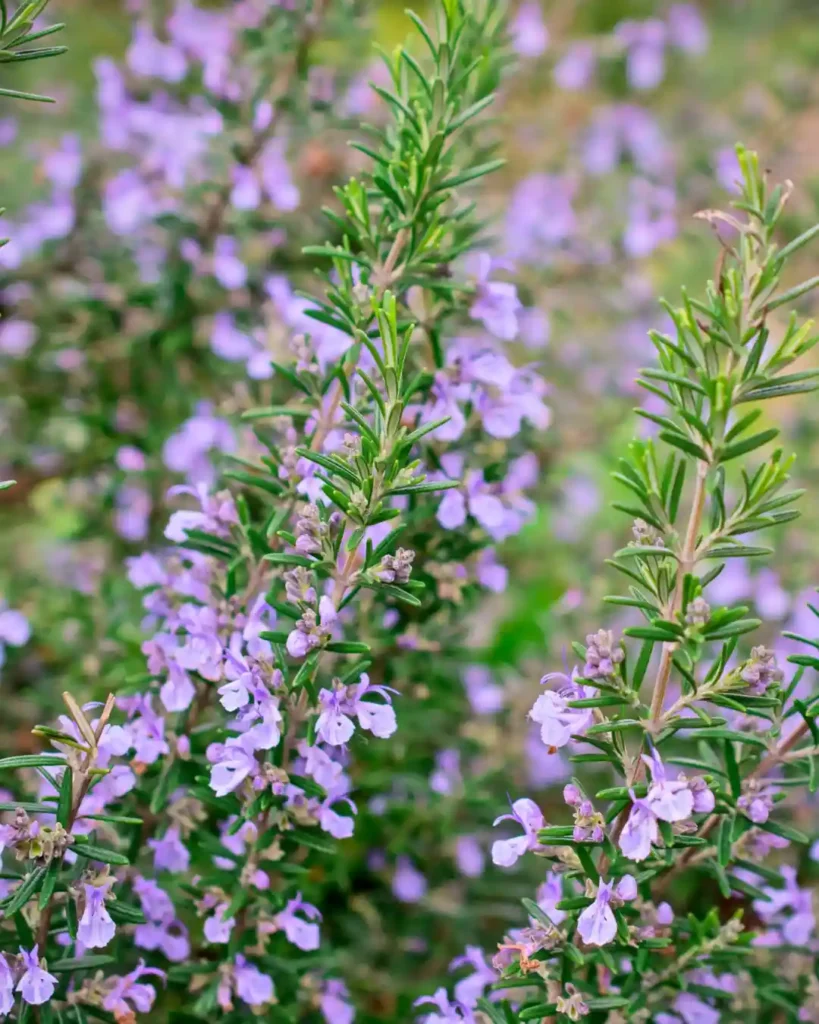 Rosemary