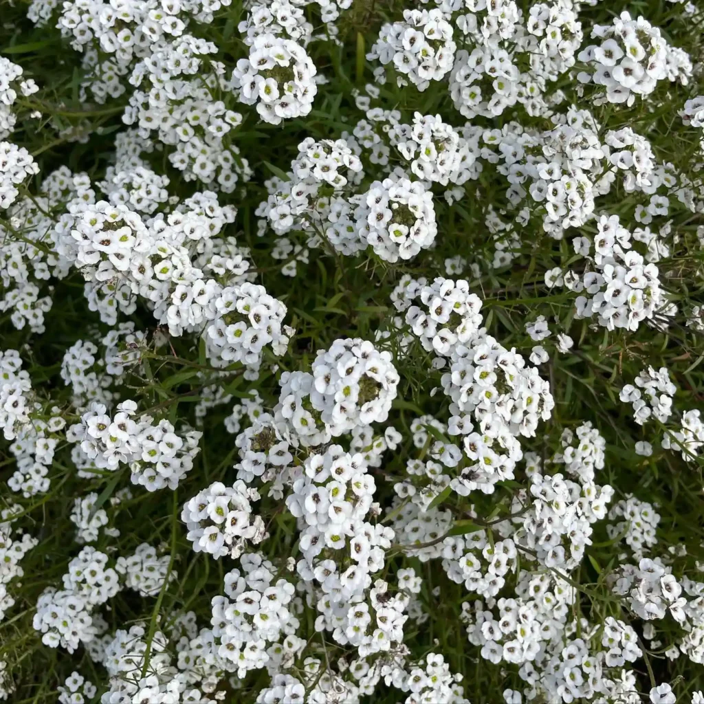 Sweet Alyssum