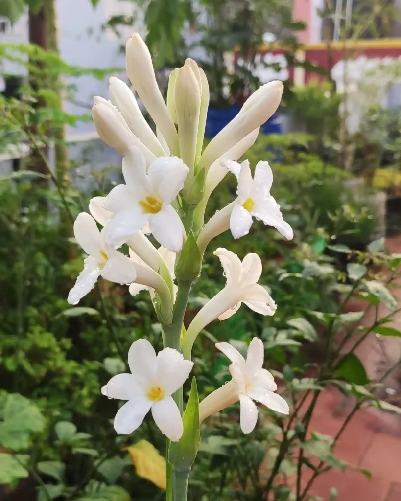 Tuberose