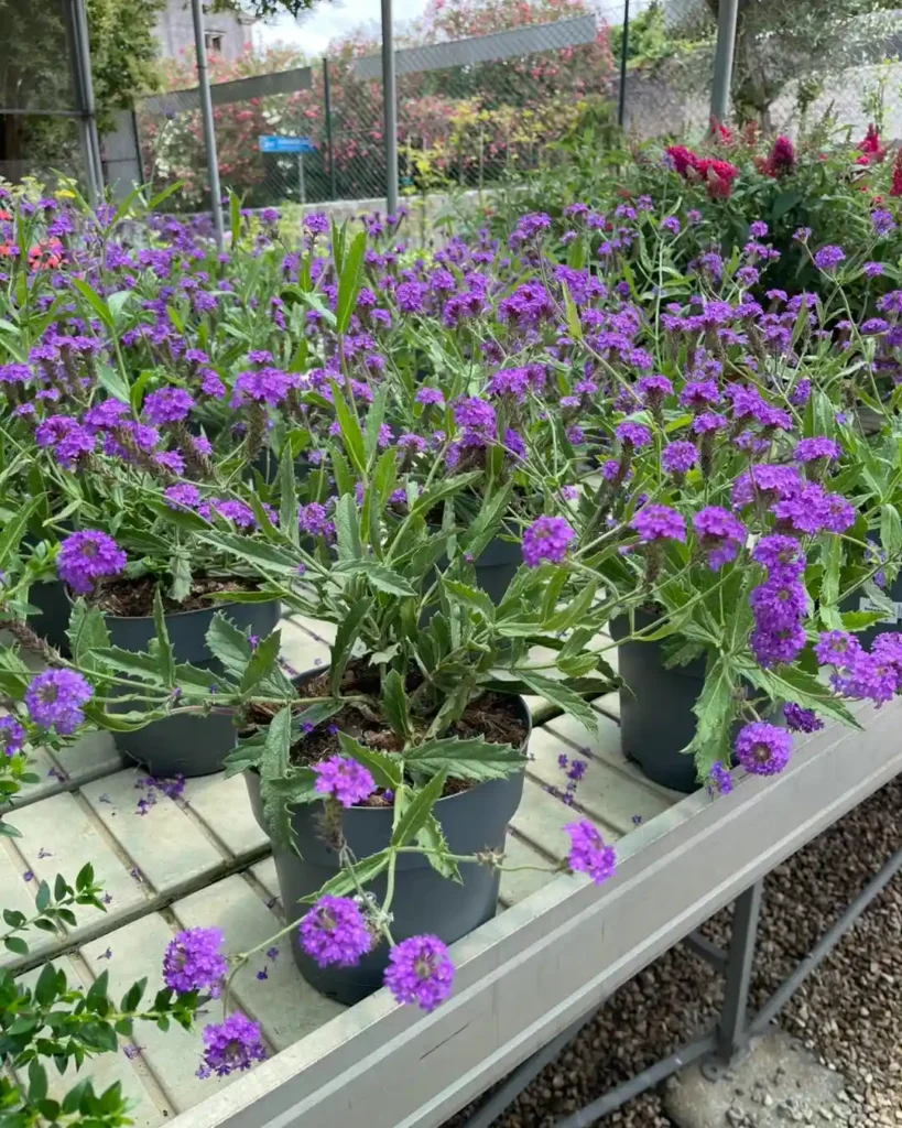 Verbena