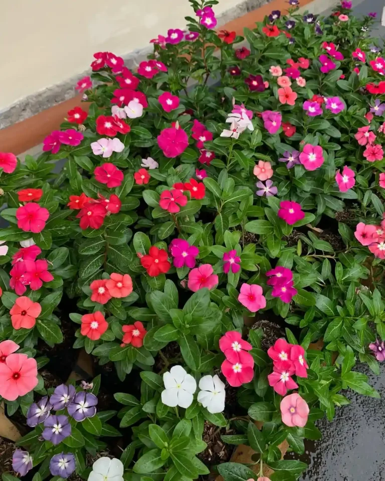 20 Best Potted Plants for Full Sun (Heat-Proof Picks)