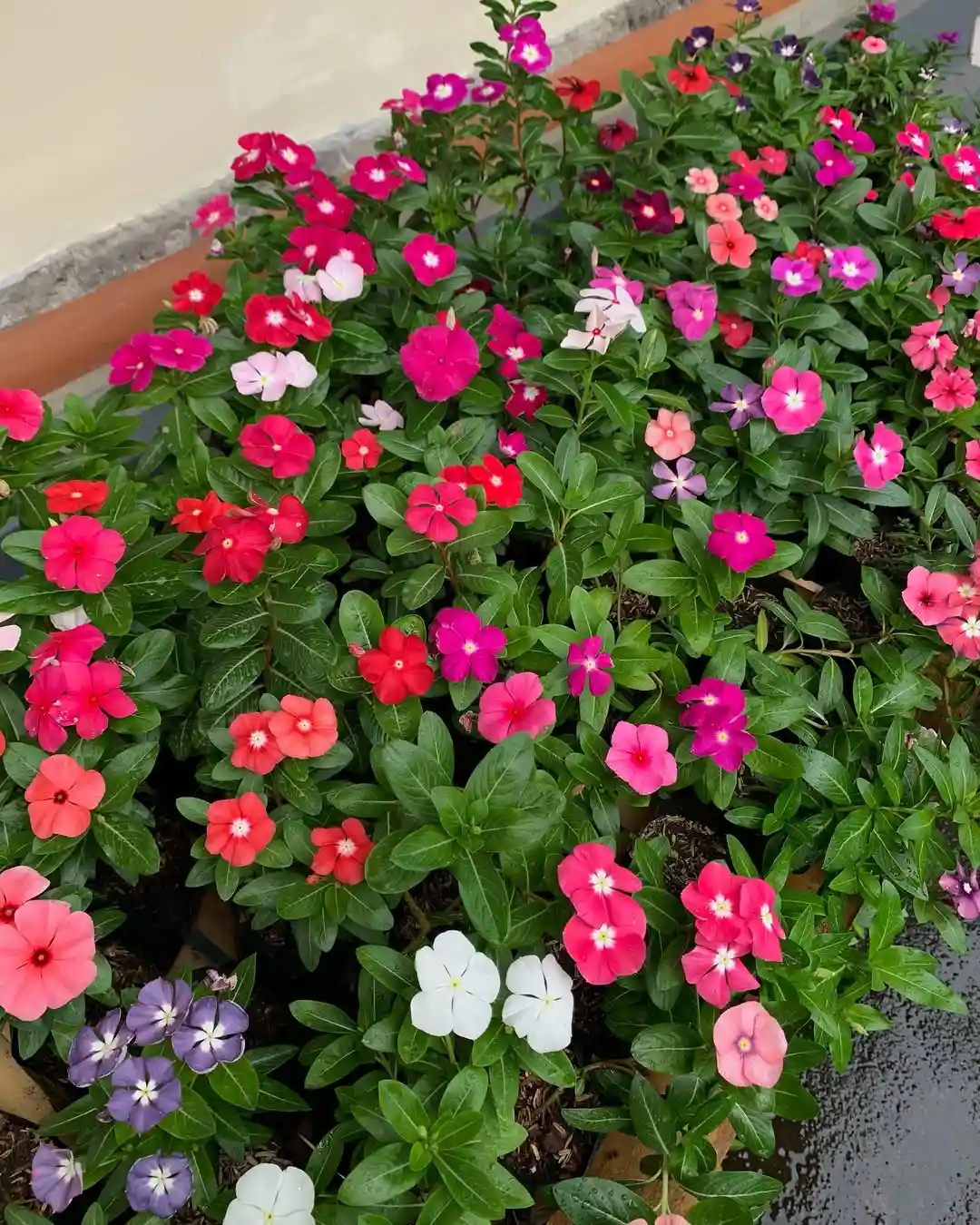 20 Best Potted Plants for Full Sun (Heat-Proof Picks)