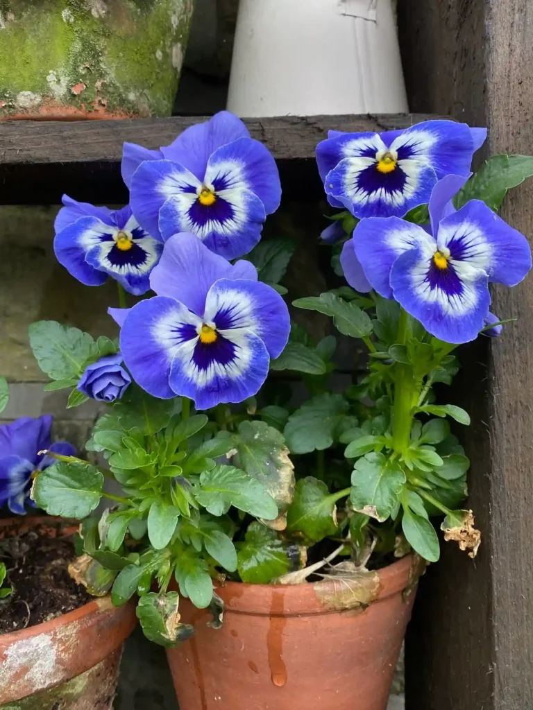 Pansy
