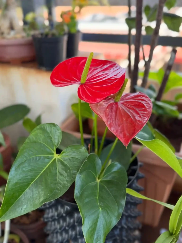 Anthurium