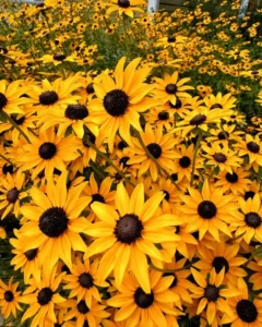 Black Eyed Susans
