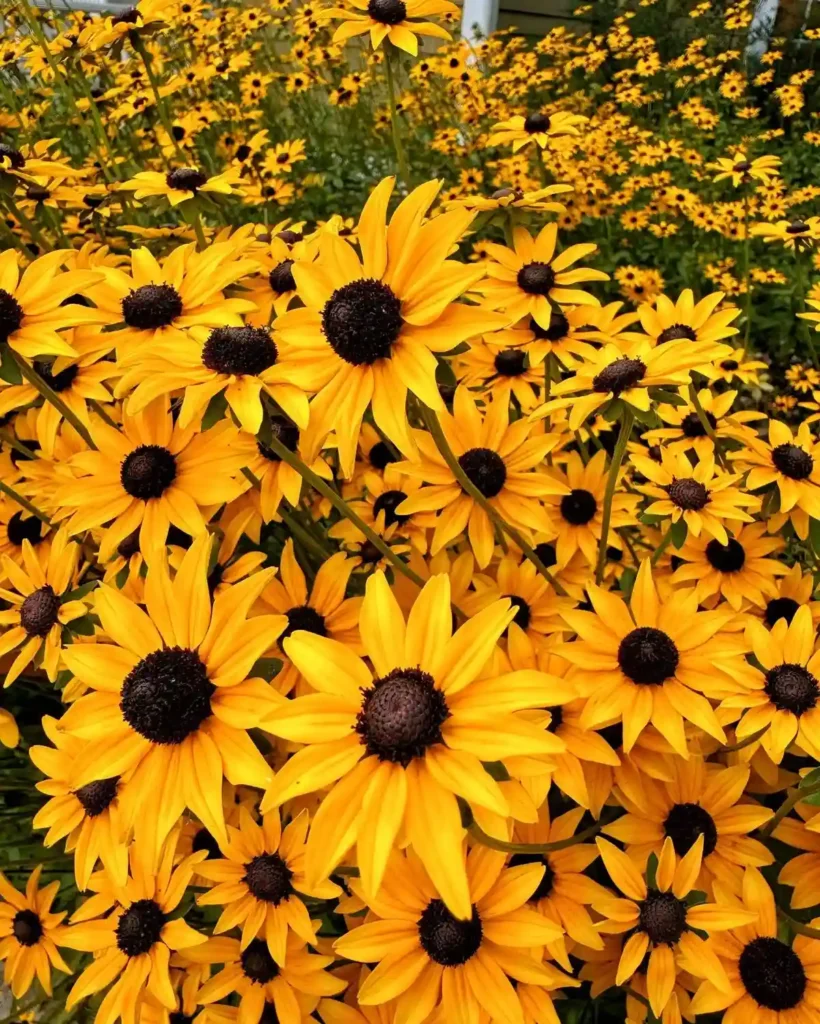 Black Eyed Susans