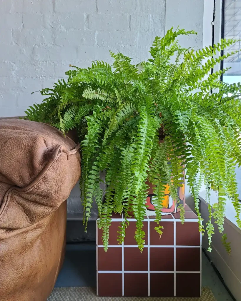Boston Fern