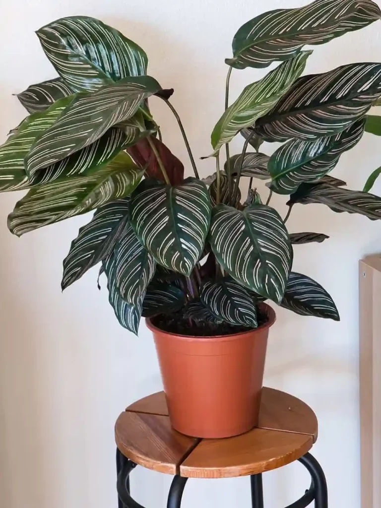 Calathea