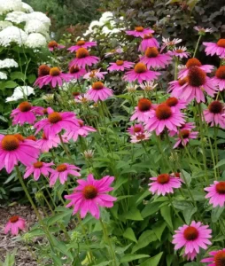 Coneflowers