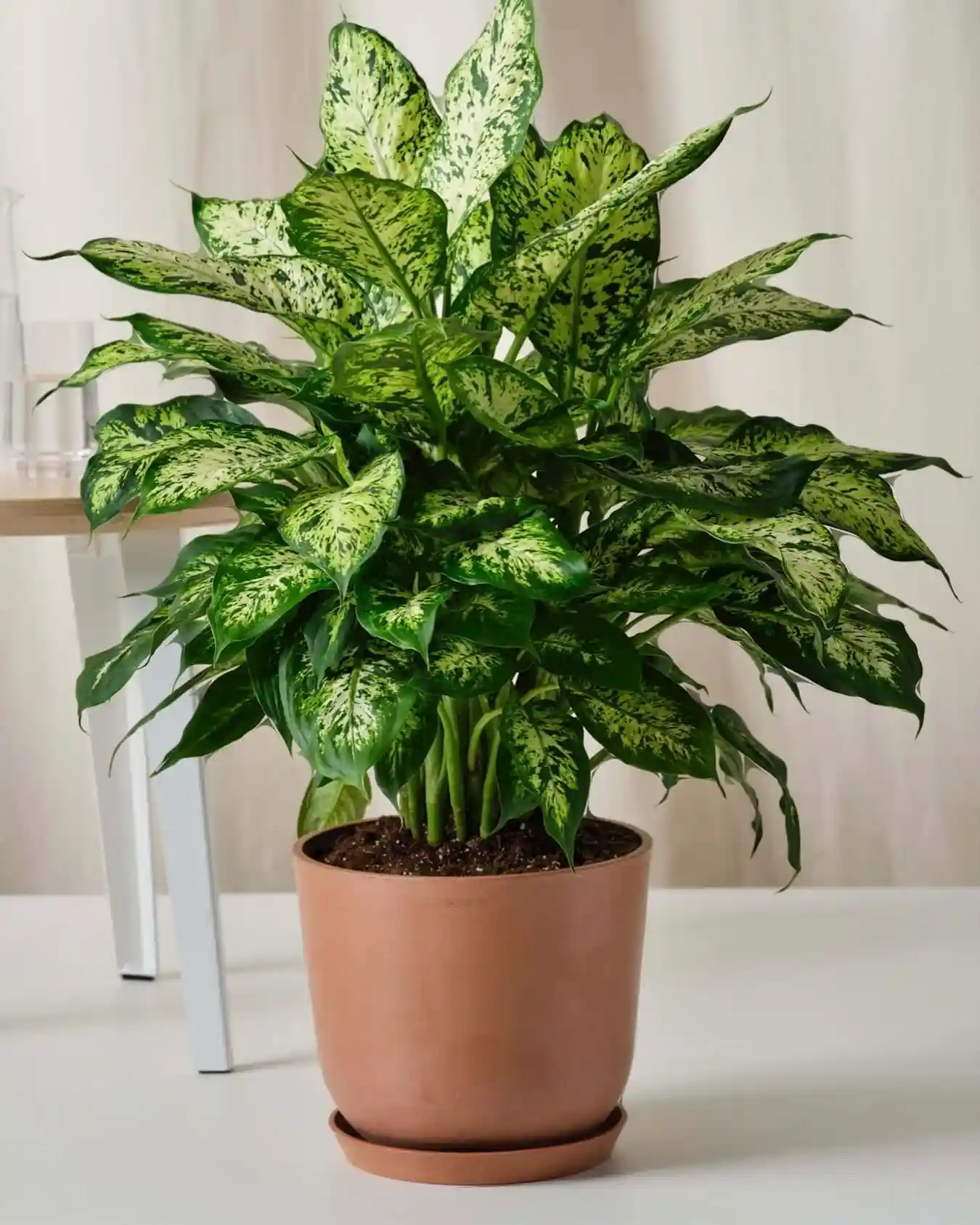 15 Signs You’re Overwatering Your Houseplants
