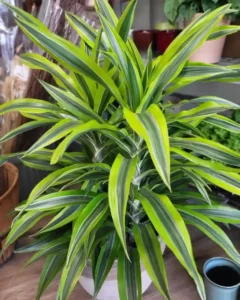 15 Air Purifying Plants for a Greener Home