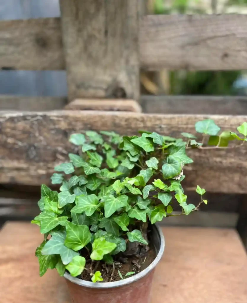 English Ivy