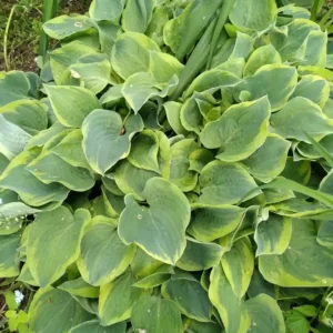 How to Grow Hostas for Beautiful Shade Gardens