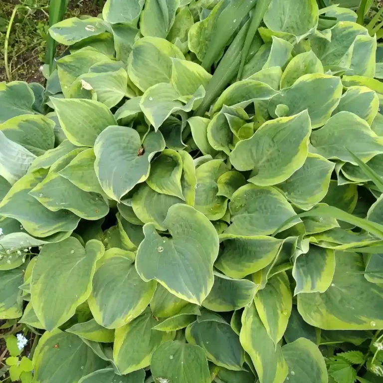 How to Grow Hostas for Beautiful Shade Gardens