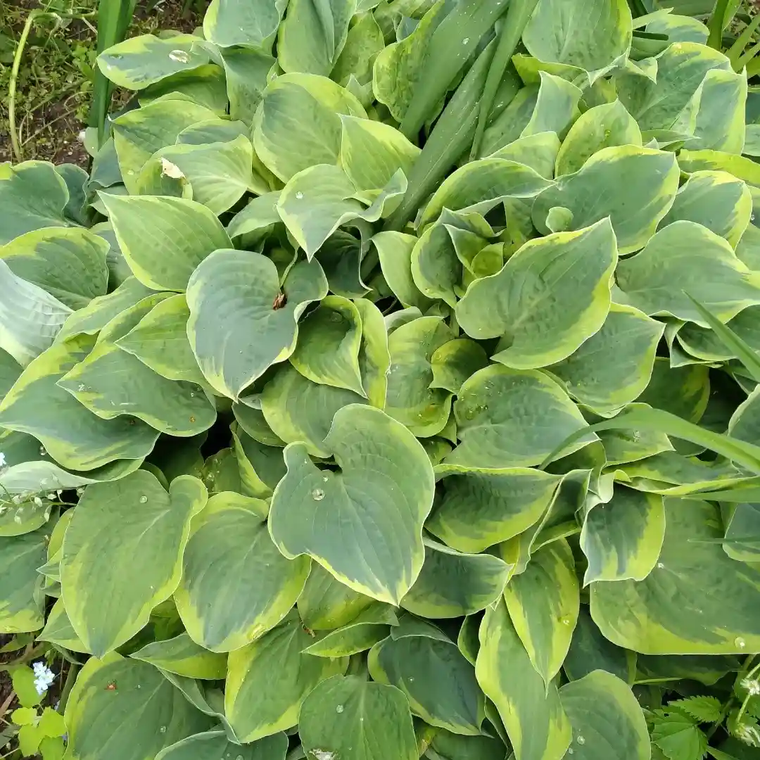 How to Grow Hostas for Beautiful Shade Gardens