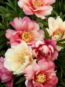 How to Grow Peonies