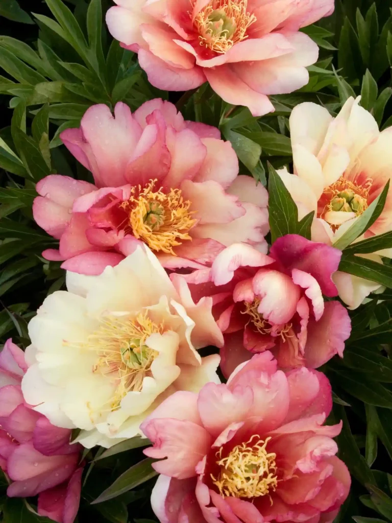 How to Grow Peonies