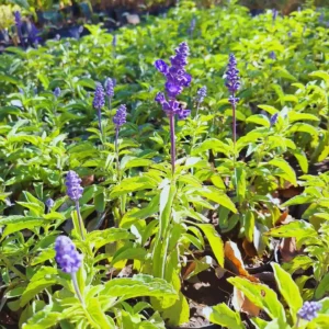 How to Grow Salvia: Easy Care Tips for Beautiful Garden Blooms