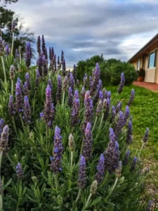 How to Grow Lavender