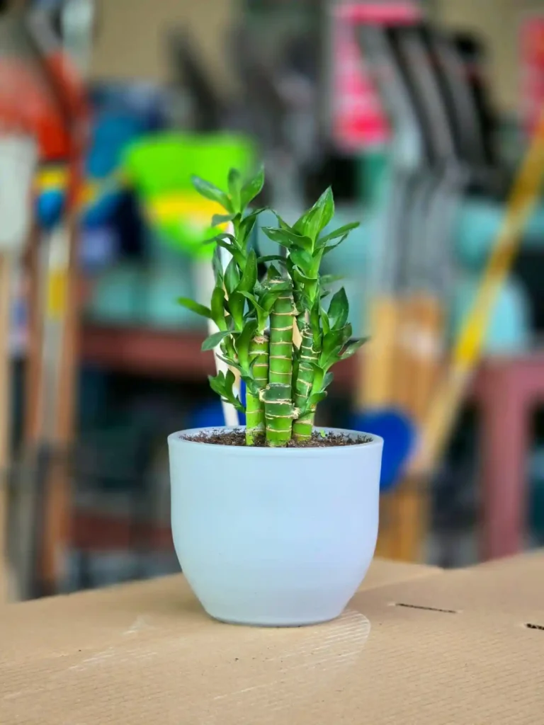 Lucky Bamboo